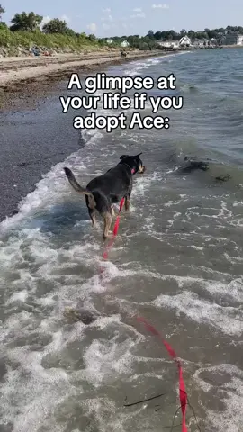 Ace of Hearts has been waiting so long for a home of his own. This boy is so full of love and ready to share it. He’s good with dogs with proper intros, cats, and best with older kids. He’s in our foster-to-adopt program, so is available to residents of Massachusetts. He’s working on some anxiety when his people leave home and can be vocal so would do best in a single family home. #fosterdog #rescuedog #adoptable #adopt #rescue #foster #fypage #explore #aceofhearts #chilldog #sweetdog #cuddle 