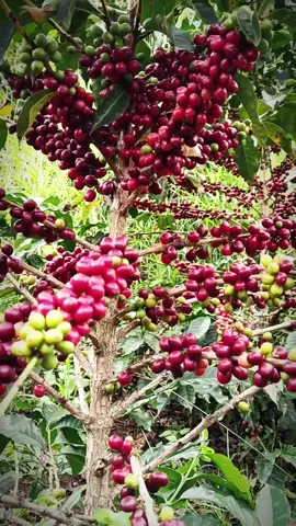 Sabías que una sola planta de café produce 5 kg de cereza fresca en un año? #lacolinaagrotecnología #agricultura #lacolinaecuador #Agricultura #agriculture 
