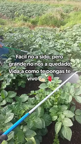 #urielhenao #paperosdecorazon🥔❤️🇨🇴 #trabajadores @Sergio Villalba 