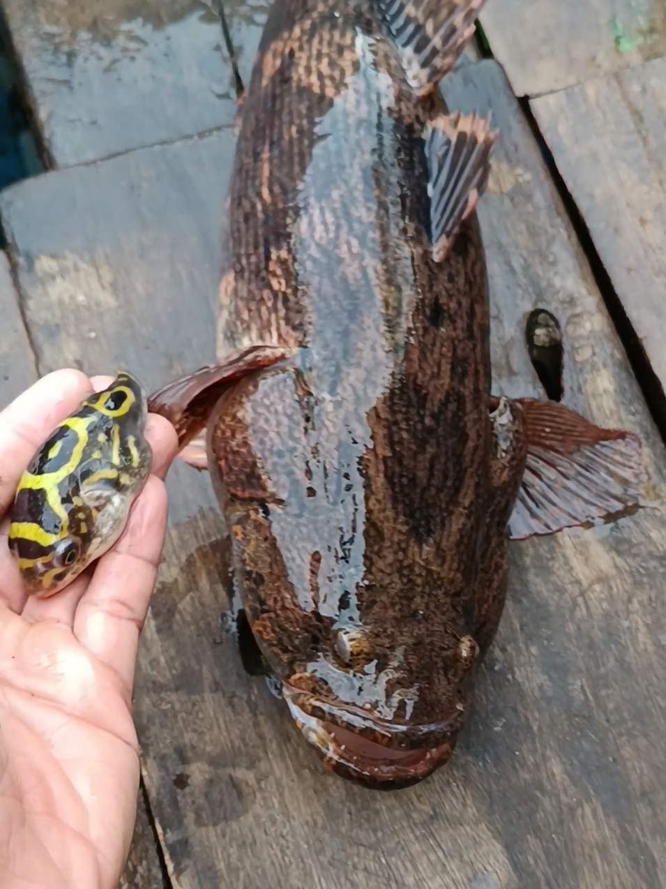 #ikanbetutu #ikanbuntal #pufferfish #puffer #nelayan 