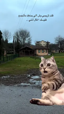 #MemeCut #memenatal #Meme #MemeCut #memenatal ##اكسبلورexplore #الشعب_الصيني_ماله_حل #🐈🐾 ##🤭 