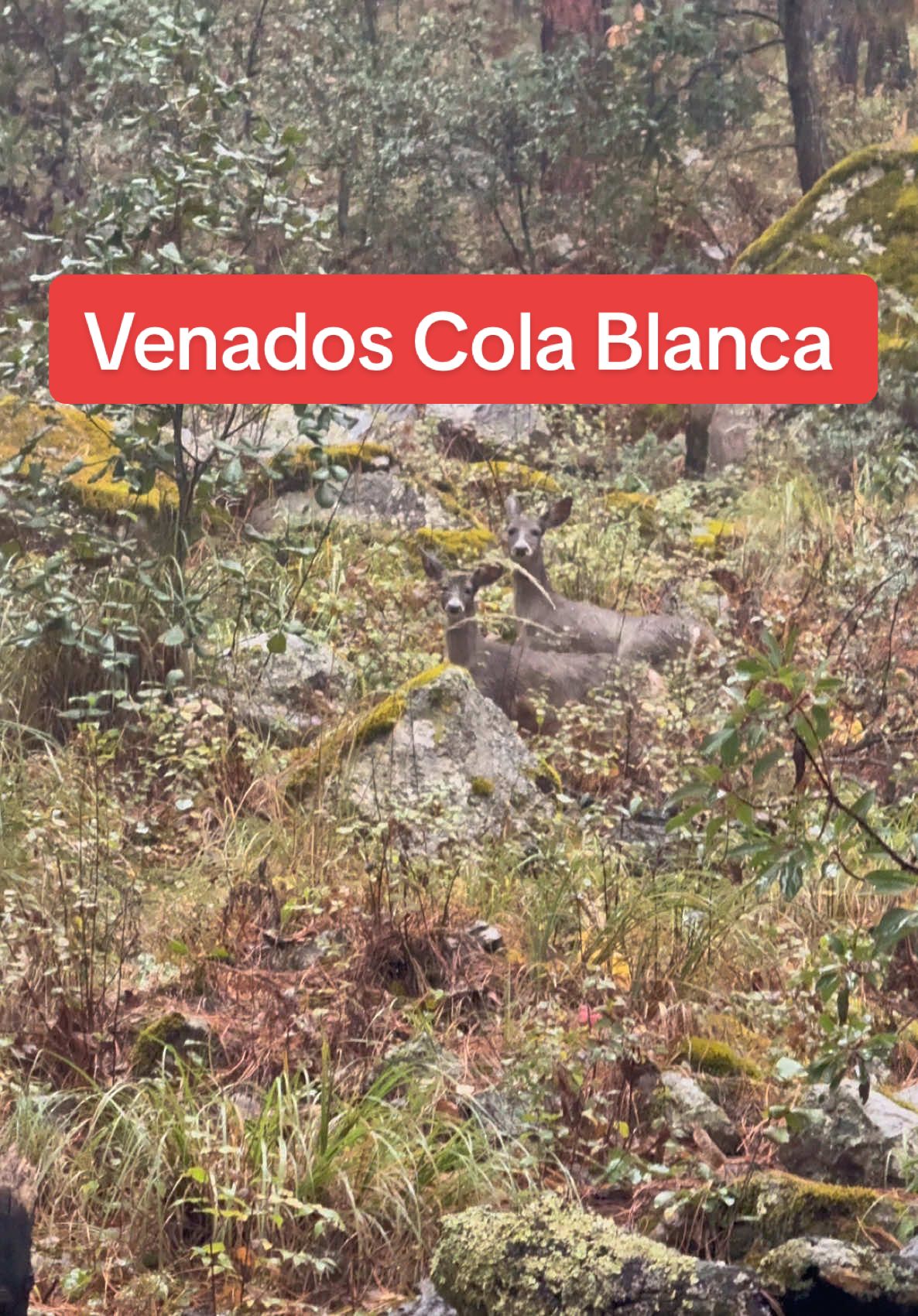 Venados cola blanca (𝑂𝑑𝑜𝑐𝑜𝑖𝑙𝑒𝑢𝑠 𝑣𝑖𝑟𝑔𝑖𝑛𝑖𝑎𝑛𝑢𝑠) vistos en la Sierra de Durango 🤩🦌 #nature #animales #animal #fyp #viral #naturelover #naturelove 
