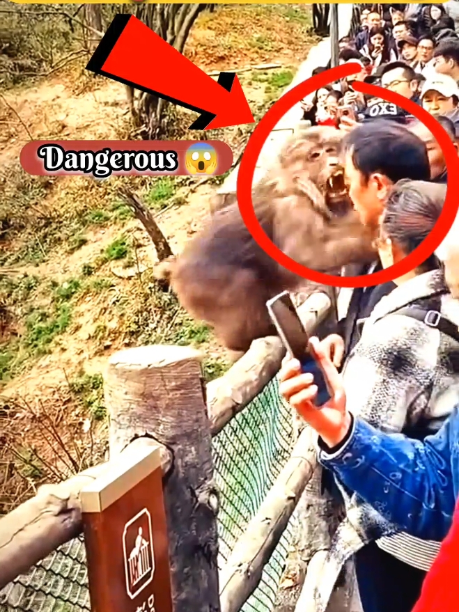 Monkey On The Way 🥵 Dangerous 🔥  #monkey #tiktokviral #wildanimals #wildlife #tik_tok #viralvideos #viral #foryou #foryoupage❤️❤️ #funnyy #funnytiktok #viral_video 