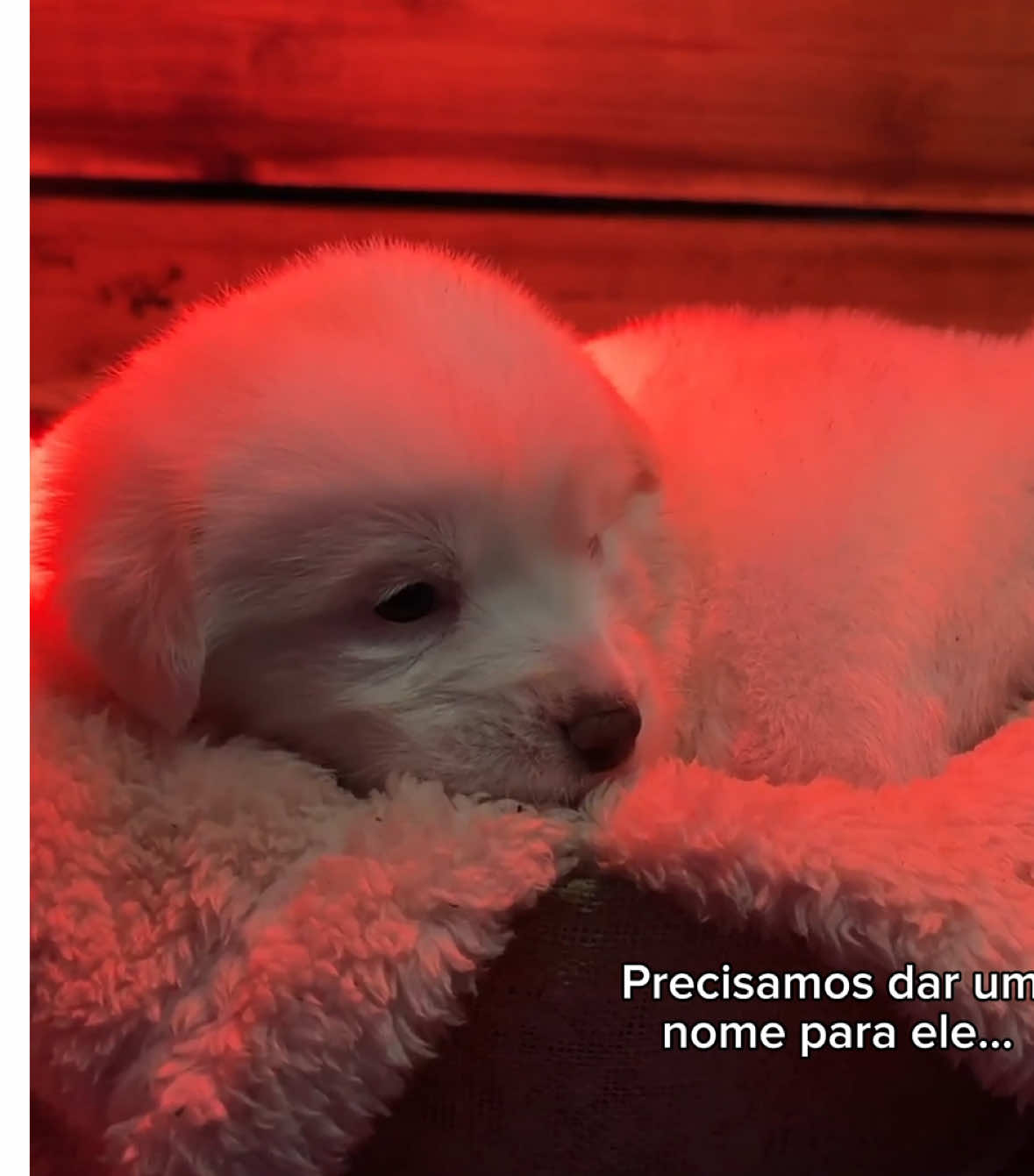 Salvamos a vida dele 🙏❤️ #cachorro #ajuda #salvandovidas 