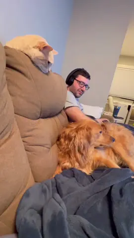 Dogs are afraid of cats 🐱🤣#cat #funny #foryou #fyp #foryoupage #catlover #catsoftiktok #catsoftiktok #funnyvideos #cats #funnycat #titokcat #pets #kitten #usa🇺🇸 #cute 