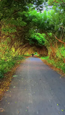 Lorong ini sangat sejuk serasa pengin bolak balik #fypシ #fyp #kebumen24jam #kebumenpride #kebumenbagiancidro #viral #fyppppppppppppppppppppppp #pantai #kebumenberiman #pantaiheppykebumen #pantaiselatan #buluspesantren 