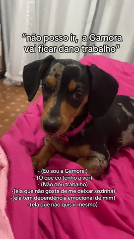 Tudo culpa minha ! #duchshund #trend #salsicha #dog #cachorro #fyp #salsichamofado #PetsOfTikTok #foruyou 
