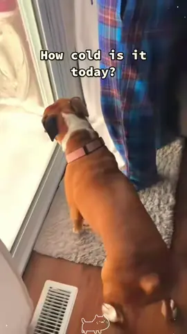 The weather is too cold and the dog doesn’t want to go out #dog #Foryou #Tiktok #❤️ #funnyvideo #cute #happy #fpy 