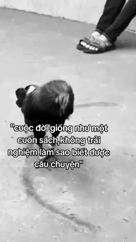 #83soctrang #caphay #mientay #gachoivietnam #xuhuong 