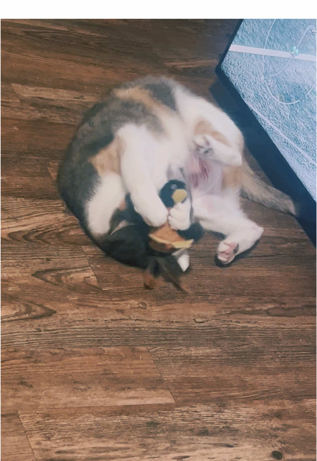 I’m the fiercest #hunter in town—#defending the house one #bird at a time! 😼🐾🏹🐧 #CatsOfTikTok #Calico #Cats #Peaches #Playtime #Huntress #PeachTok #CatContentCreators #TikTok #LoveCats #Follow #Meow #fy #ForYou #fypシ #ForYouPage 