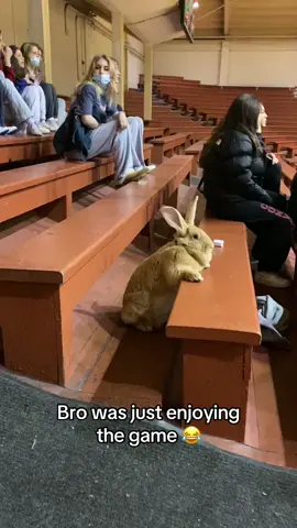 Bunny loves Ball 😂 @pardonmytake (via:Alex.thegreat100/ig) 