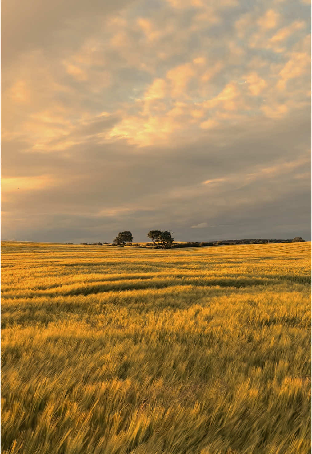 Changing seasons #nature #change #adapt #Summer #autumn #sunset #dusk #fyp #farm #rural #beauty #landscape #wellbeing #SelfCare #walks #peace 