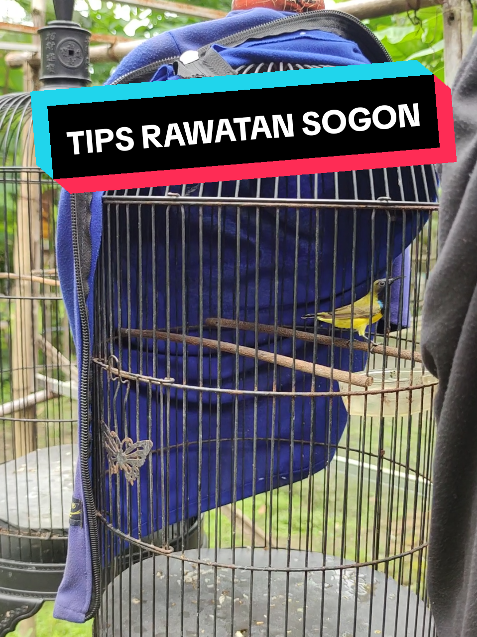 rawatan harian sogon #dopingsogon #dopingsogonharian #dopingburung #powermetabolisme #sogonmateri #penggacorburung #sogontrotol #rawatansogon #kicaumania #sogonbahan #penggacorsogon #sogokontong #sogongacor #sogontrotoljahat #nektar 