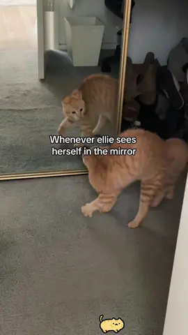 Funny moments of cats looking in the mirror hahahaha#funnycats #funnyanimals #petvideos #cat #catsoftiktok #fyp #usa #longervideos
