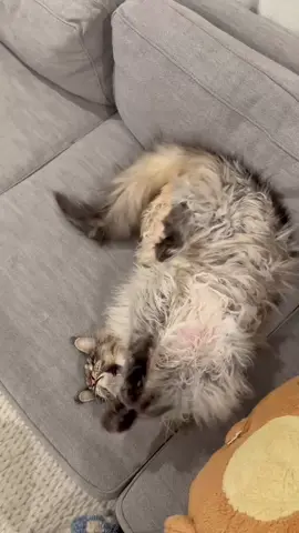 #mainecoonkitten #mainecoonsoftiktok #mainecooncats #PetsOfTikTok 