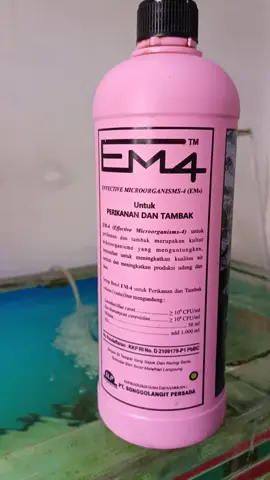 #emp4 #perikanan #ikan #sehat #airjernih #perikanan 