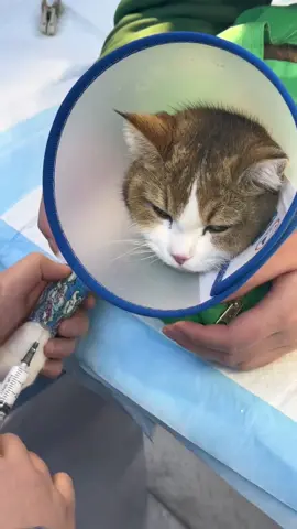 Cat injection #cat #funnyvideo #catsoftiktok #fyp #pet 