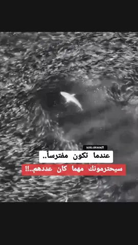 #في هذا اليوم  عندما تكون مفترسا سيحترمونك مهما كان عددهم #soloskwad1  #قسوةالقلوب #viral #foryou #soloskwad2 #الجزائر🇩🇿_تونس🇹🇳_المغرب🇲🇦 #المغرب🇲🇦تونس🇹🇳الجزائر🇩🇿  #🖤💔solo 