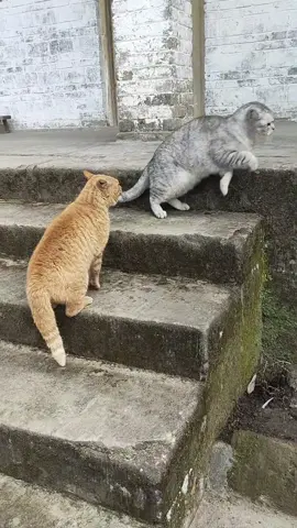 Funny cat fight 🤣#tiktok #funnyvideos #usa🇺🇸 #catsoftiktok #foryou #cat 