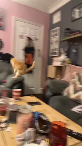 When there are two cats in the house #cat #cute #funnyvideo #funnyanimals #catsoftiktok 