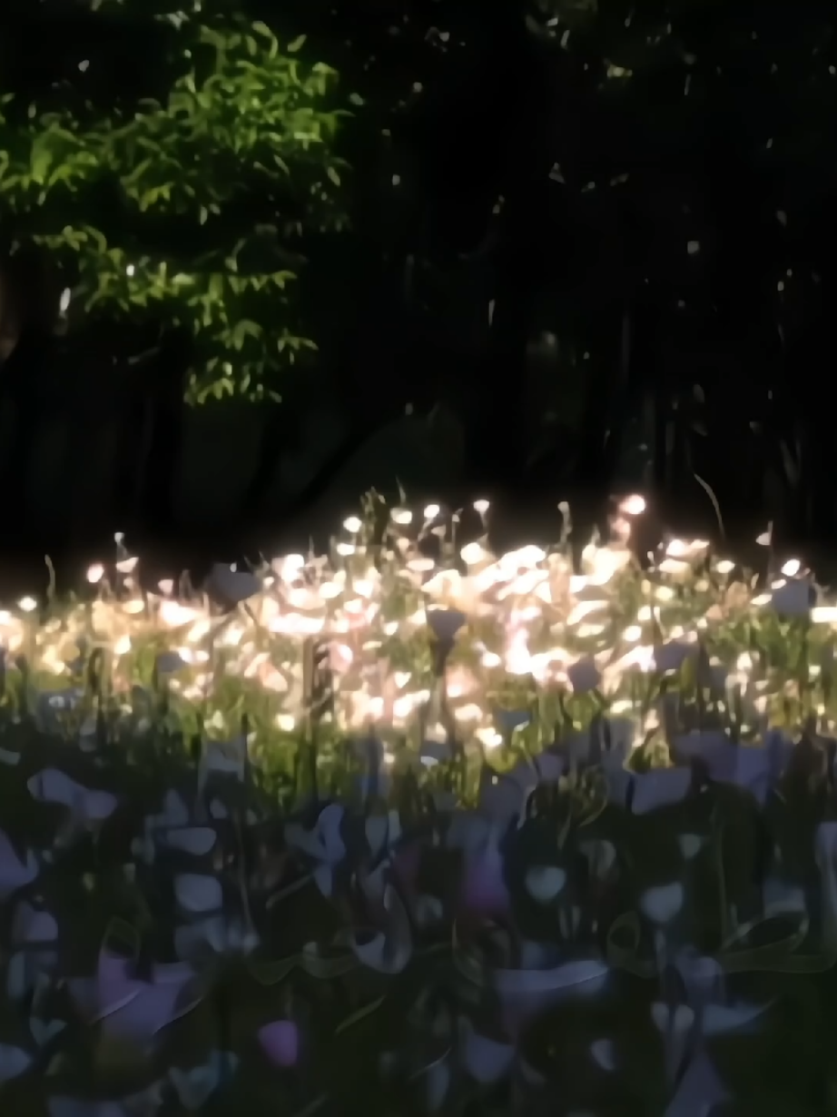 فِيديو ورُود مَع قُرءآن🫶🏻🦢،.  #قرآن #قرآن_كريم #Quraan #viral #حَ #explore #اكسبلور #islamic #islamic_video #flowers #fyp #pink #ورود 