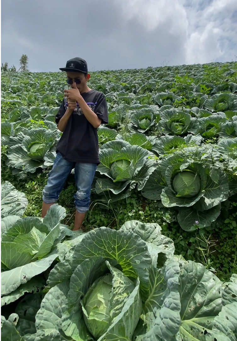 Ubur-ubur ikan lele Single era satai aja le #predatorcabbage #kubisbalap #kubisbalapdieng #kubisbalap🥬🥬 #sayurfresh #sayurbalap #sayurbrastagi #sayurkol #fyp #fypシ 