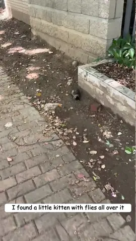 I found a little kitten covered in flies by the roadside. It looked like it was just waiting for death to come. I wanted to try and save it.#fyp #rescue #puppy #animal #cute #cat 