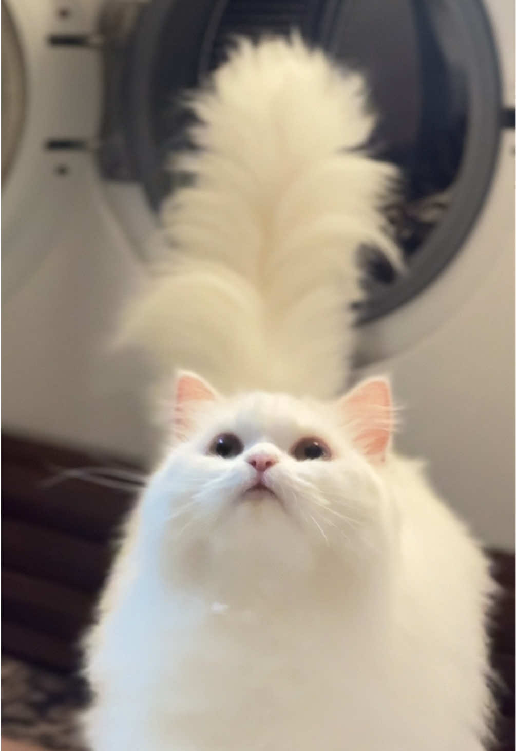 my beautiful gumi 🤍