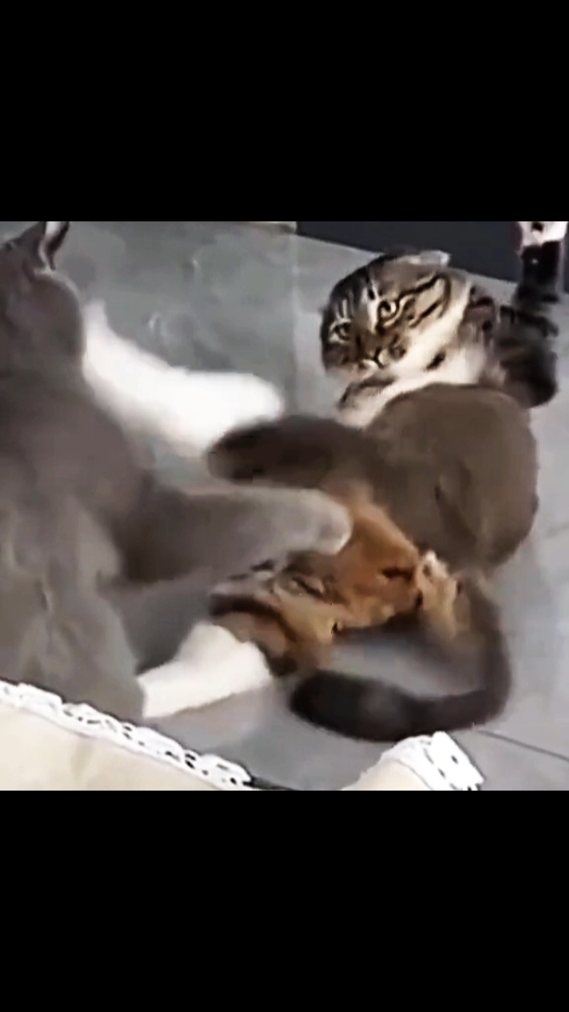 #cat #cats #catlover 