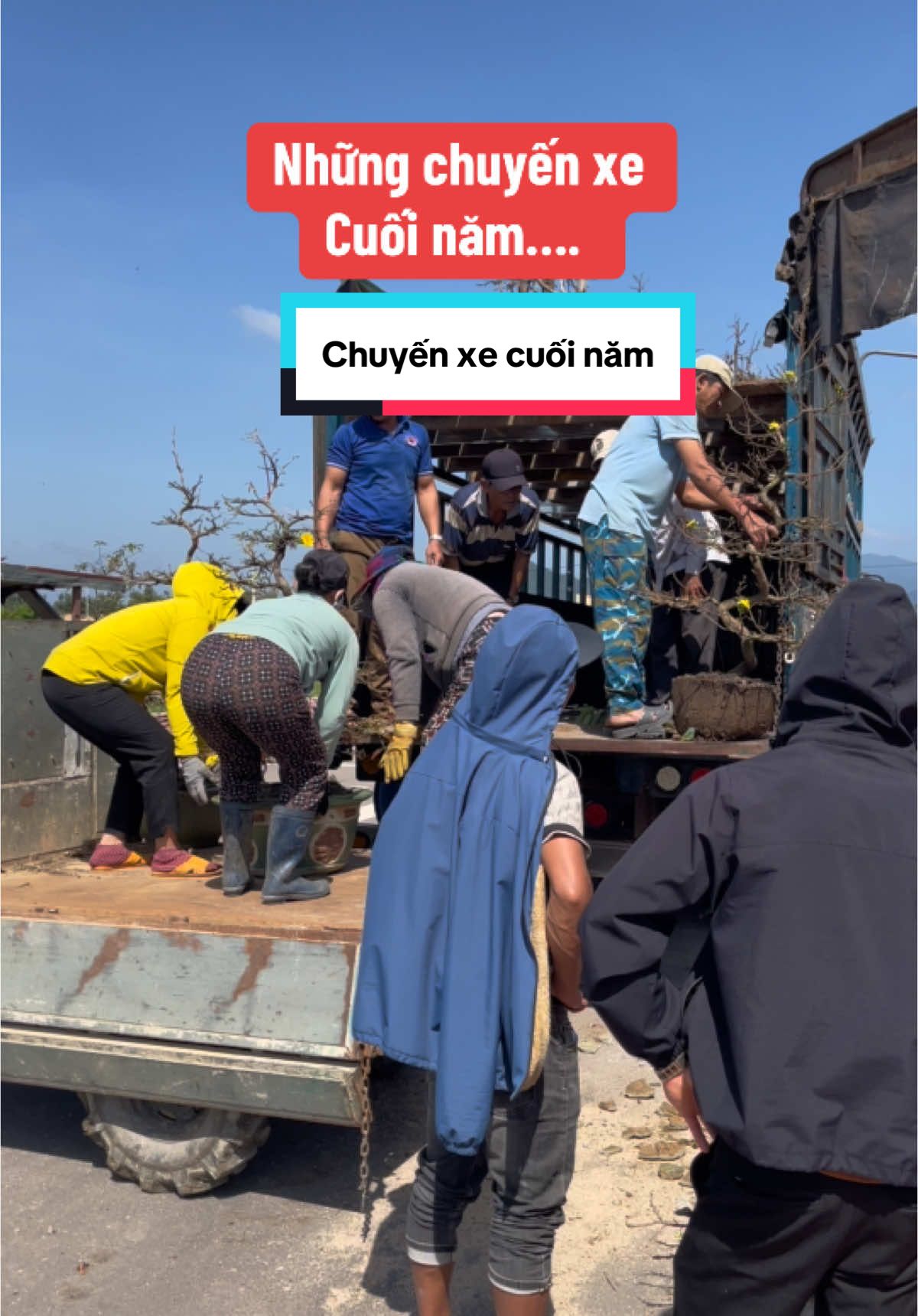 Những chuyến xe cuối năm - Mai vàng Bình Định #maivang #caymaivang #maivangbonsai #vuonmaivang #MaiVangBinhĐinh 