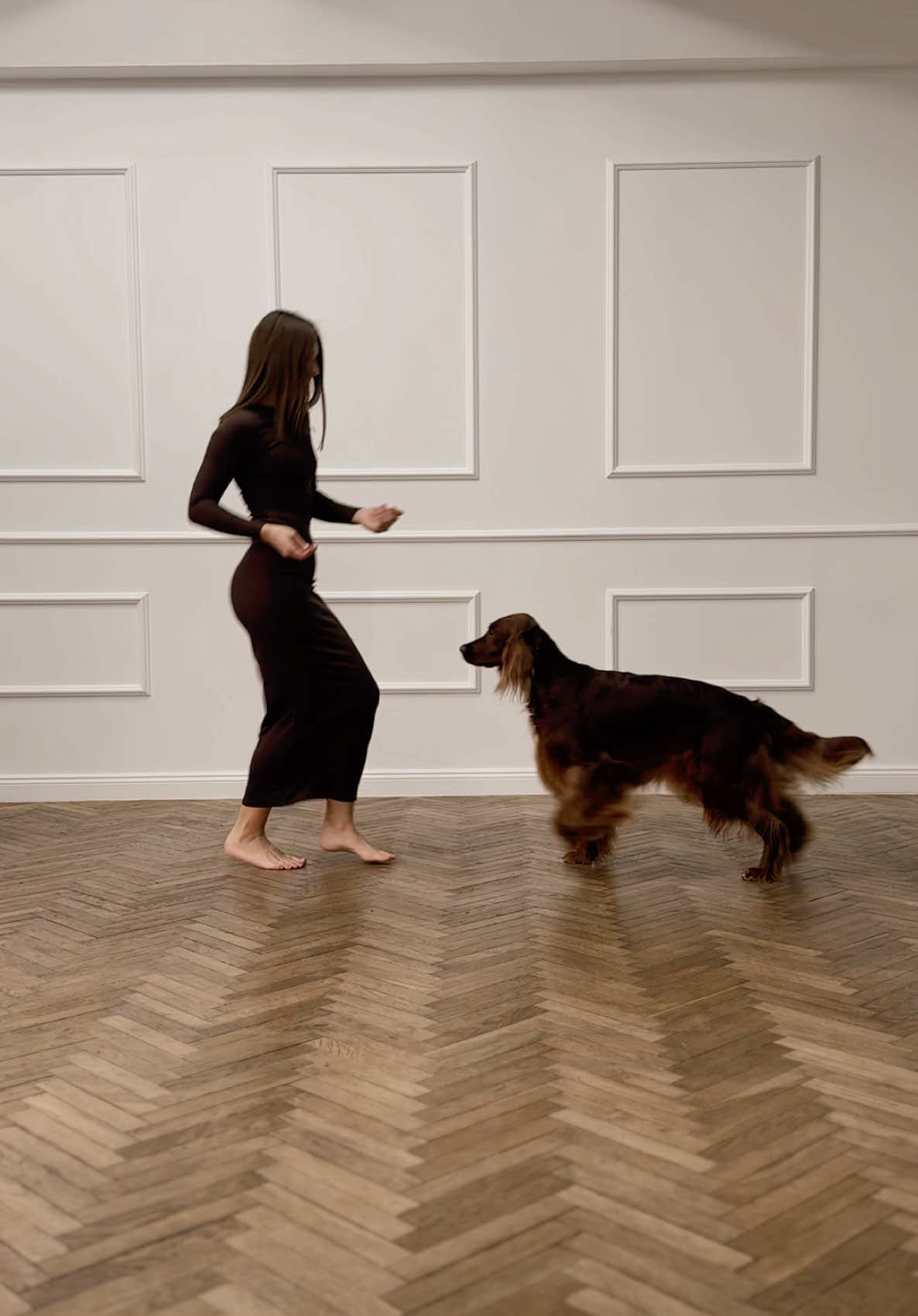 Моя танантливая шоколадка 🤎🐾 #ирландскийсеттер #сеттер #собакатанцует #танцыссобакой #irishsetteruma #irishsetter 