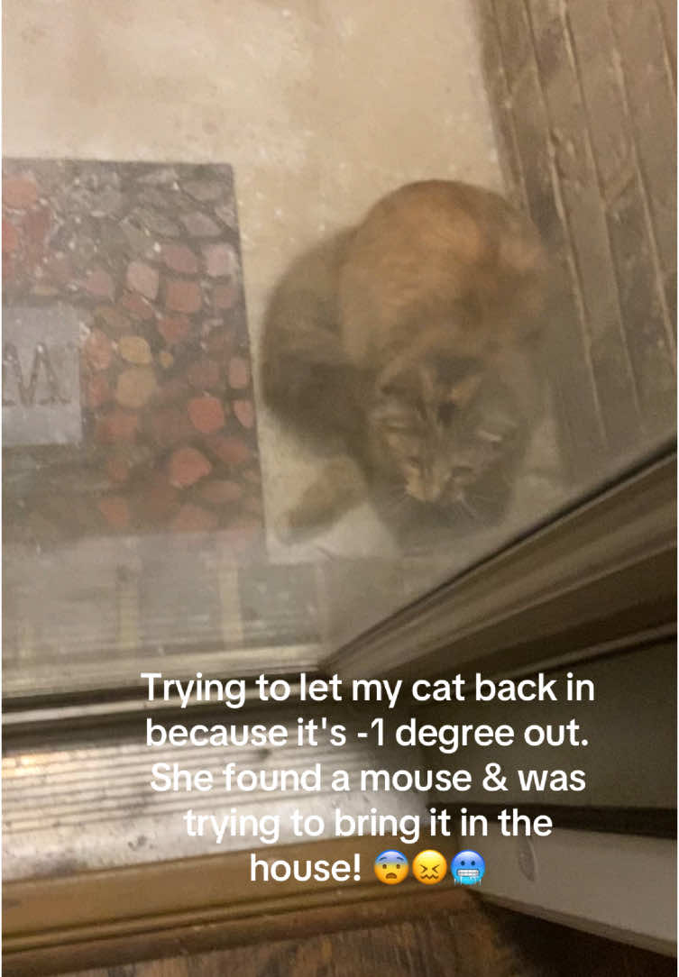 Yall, this cat. 🤦🏻‍♀️😑😭 We let her out to potty for 10 mins & she comes back with a mouse. 😭#catsoftiktok #catandmouse #fyp 