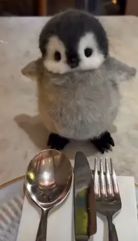 Necessito un cucciolo di pinguino#penguin#baby#Cute#adorable#APT