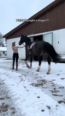 What kind of animal is he? (Only wrong answers) 🐸🤝🏻 #fy #foryou #equestrian 