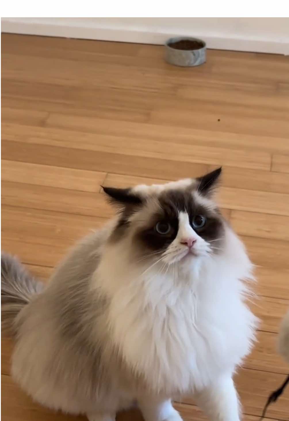 Let’s talk about the fact thaf if you adopt a ragdoll cat, you will never ever be alone again because they like to be literally glued to their staff. This is a video testing my theory.  #ragdollcat #catsoftiktok 