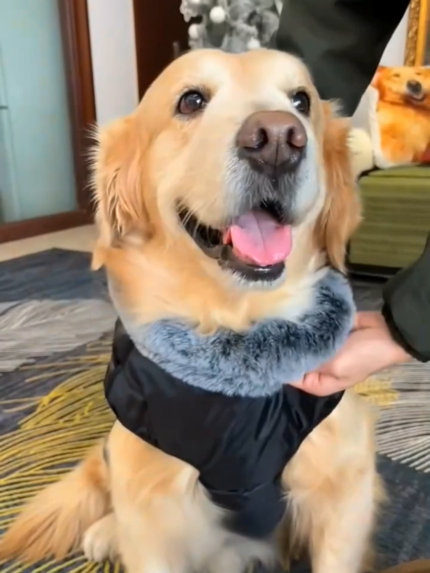 Essential warm punching coat for dogs in winter. #dog #dogjacket #dogclothes #dogcoat #tiktokshop 