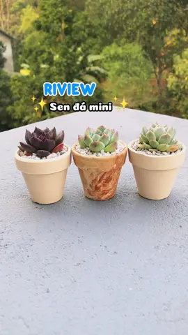 Riview sen đá mini sét gồm 50 cây #unboxcunghip #riviewsenda #senda #sendamini #trongsenda #sondagarden 