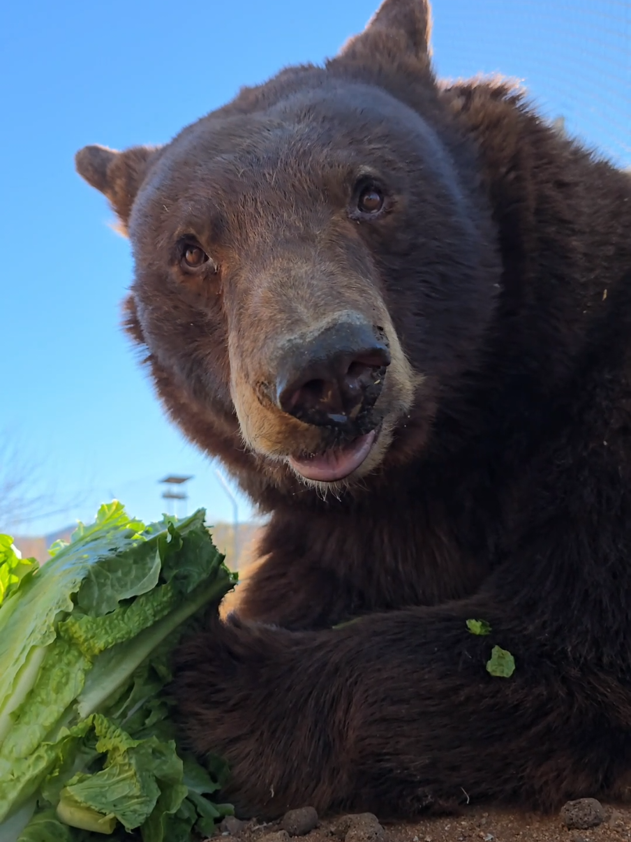 Guess who's baaa-ack! #bears #wakeup #hibernation #nomnom #yum #food #asmr 