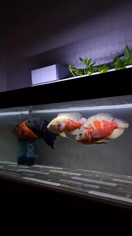 tebak preman ☝️☠️ #tankpredatorfish #predatorfish #oscarfish #jumbo #clean #south1side 