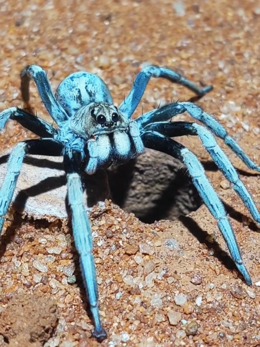 wolf spider  #wolf #spider #hole #quick  #fast #sand #legs 