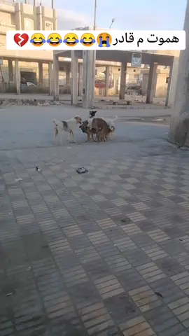 #الشعب_الصيني_ماله_حل😂😂 #😂😂😂😂😂 #المكسيكي🦅🖤 #flypシ 