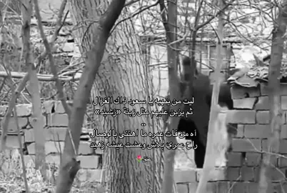 #اكسبلورexplore 🌷#تصاميم_فيديوهات🎵🎤🎬 #ابها_عسير_الجنوب_السوده_ظهران 