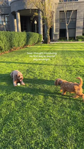 It took a hot second to get them warmed up to each other 😂😅 (if anyone has any advice w having 2 dogs get closer lmk!) 🤍 #dogsoftiktok #seconddog #puppylife #dogmom 