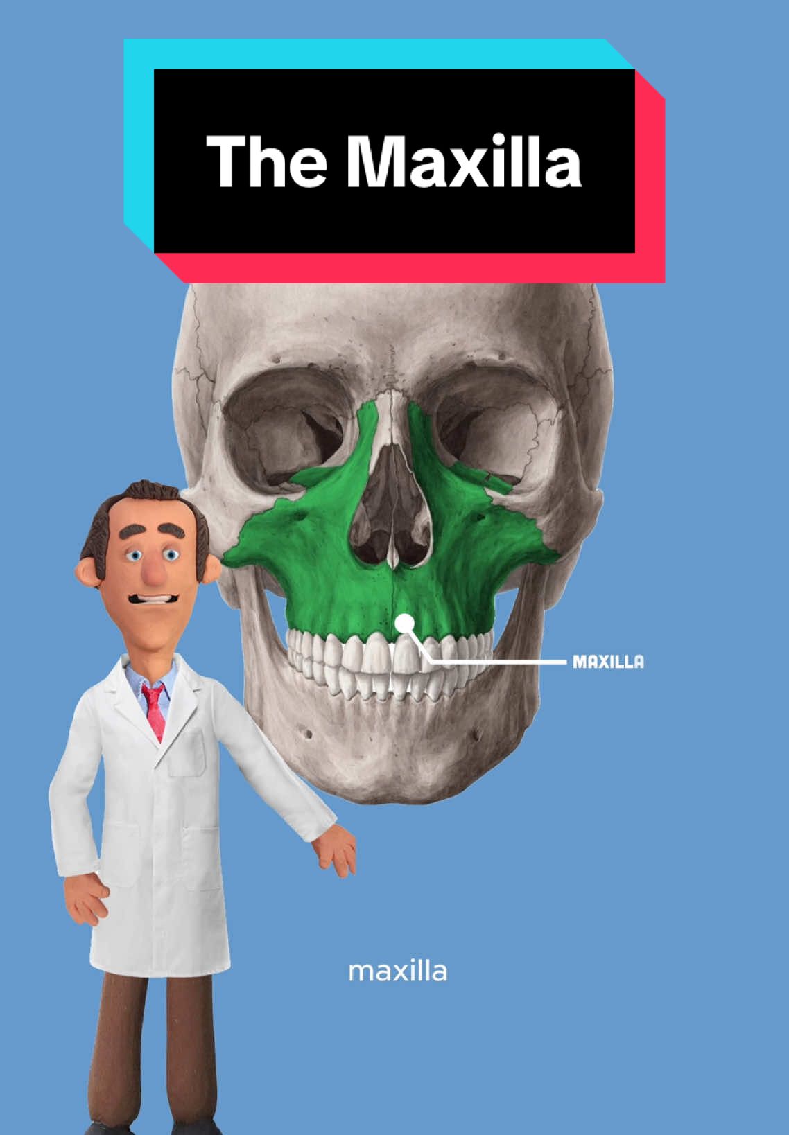 Explaining the maxilla #maxilla #fyp #usa_tiktok #beautystandard #makeup #looksmax #looksmaxing #mewingtutorial 