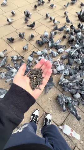 PIGEON TOWER #cool #pigeon #tower #fyp #popular #famous 