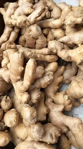 At first glance, it seemed like just a piece of ginger, but turns out it’s a snake in disguise! 🌿🐍  #magichourai #magichourillusions #madewithmagichour #wild #wildanimals #animals #spice #ginger #ai #aigenerated #aivideo #trending #viraltiktok #fypシ #transformation 