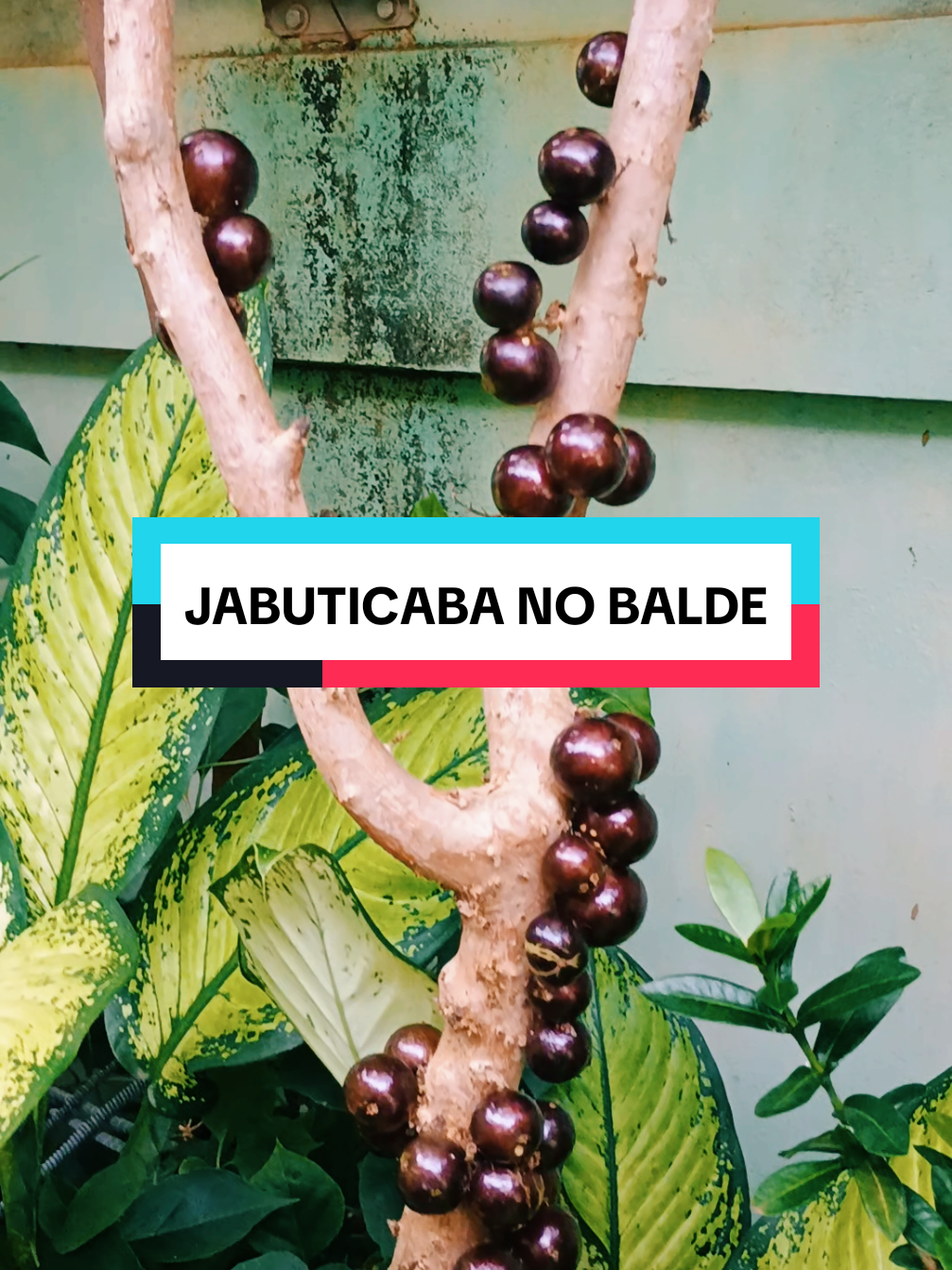 Jabuticaba no balde  #natureza #frutas #jabuticaba 