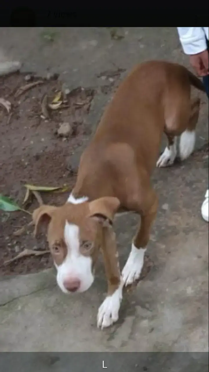 any one see this dog plz let me kw