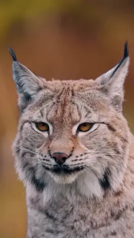The Eurasian lynx, a solitary predator, is one of the largest lynx species in the world. Its stunning golden eyes are perfectly adapted for hunting in low light. The tufts on its ears enhance its hearing, crucial for detecting prey in dense forests. This elusive cat is a symbol of wilderness, thriving from autumn to winter in snowy landscapes. #eurasianlynx 🎥 @itseriksen [IG]
