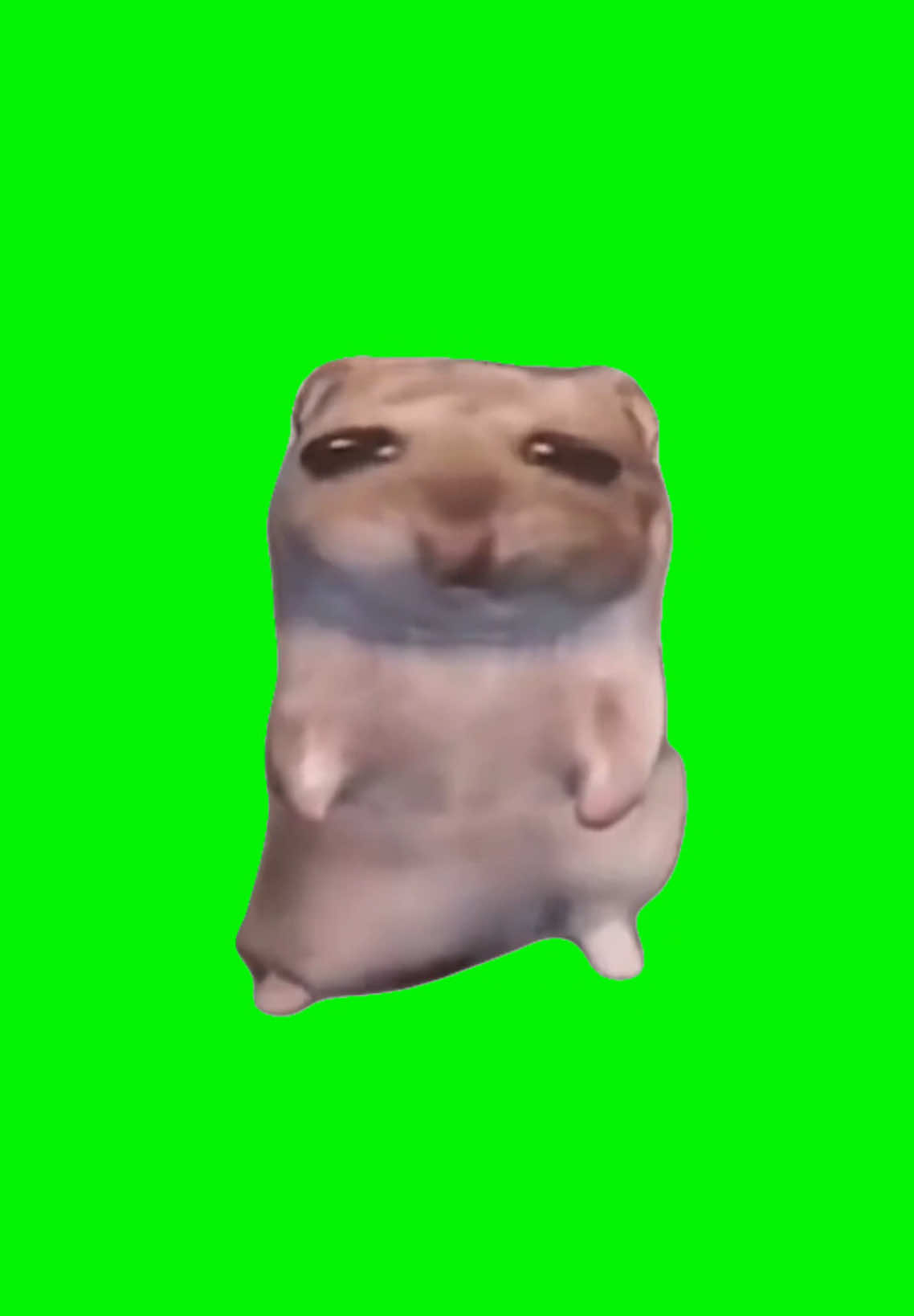 I Just Wanna Hamster | Green Screen #hamster #dance #dancing #brainrot #rizz #cute #meme #fyp 